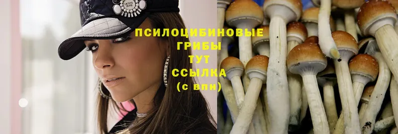 Псилоцибиновые грибы Psilocybine cubensis Каневская